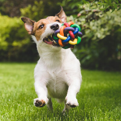 The Best Interactive Toys for Pets
