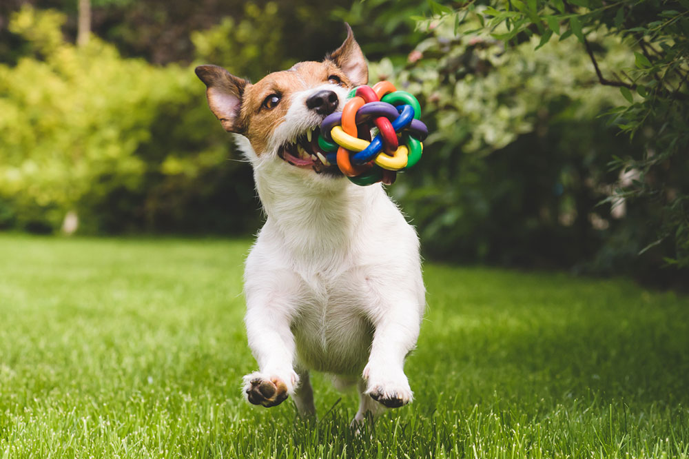 The Best Interactive Toys for Pets