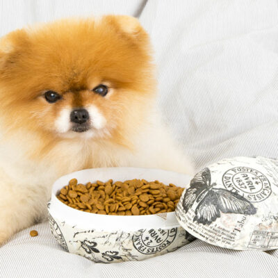 Top 5 Organic Treats for Dogs