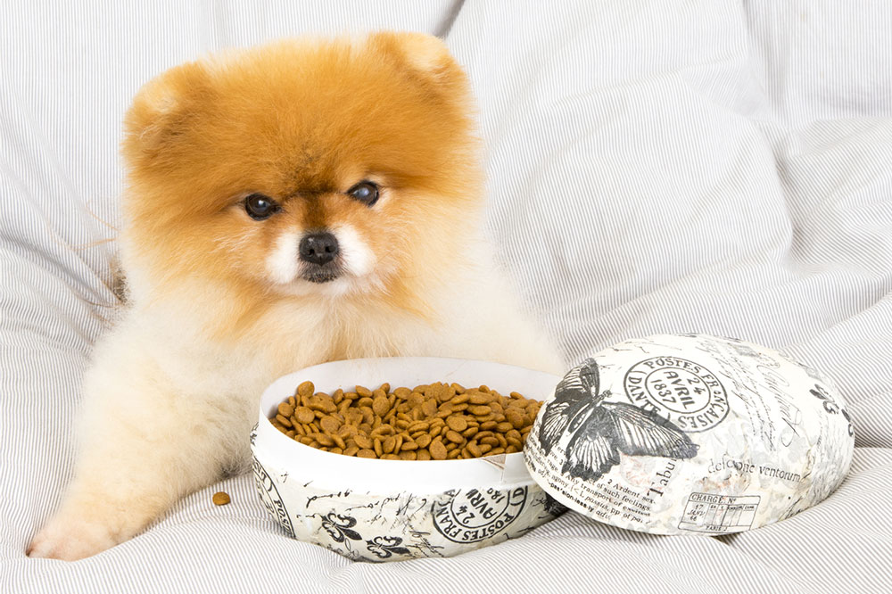 Top 5 Organic Treats for Dogs