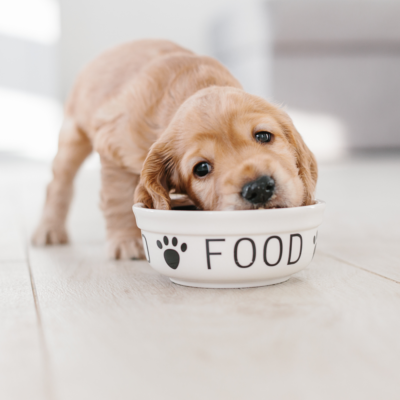4 DIY Recipes for Dogs