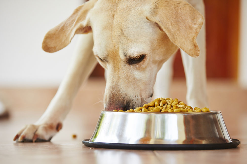 4 Effective Ways to Treat Food Allergies in Dogs