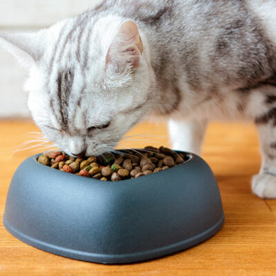 4 Simple Fish-Based Cat Treats to Make at Home