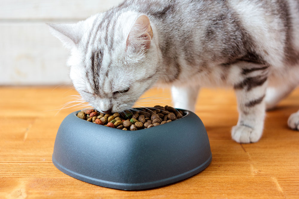 4 Simple Fish-Based Cat Treats to Make at Home