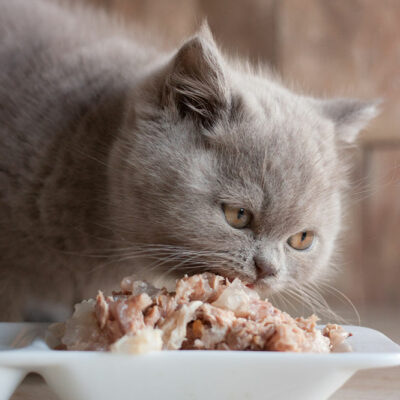 6 Potentially Toxic Foods for Cats