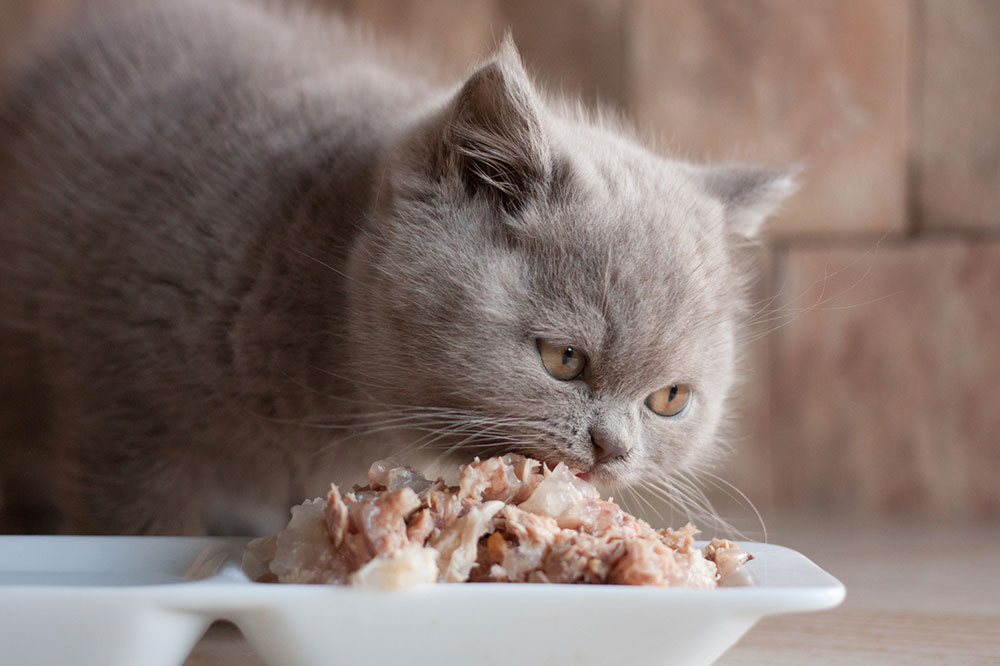 6 Potentially Toxic Foods for Cats
