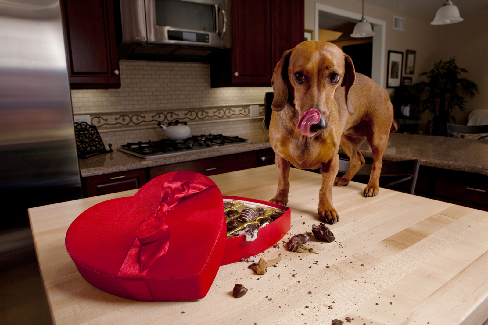 Human Foods That Are Toxic for Dogs